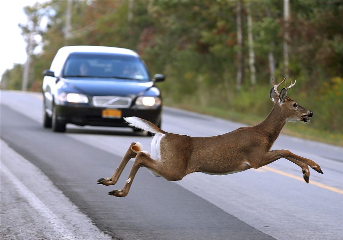 Deer season